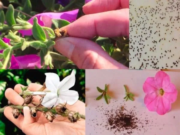 How to properly collect petunia seeds at home