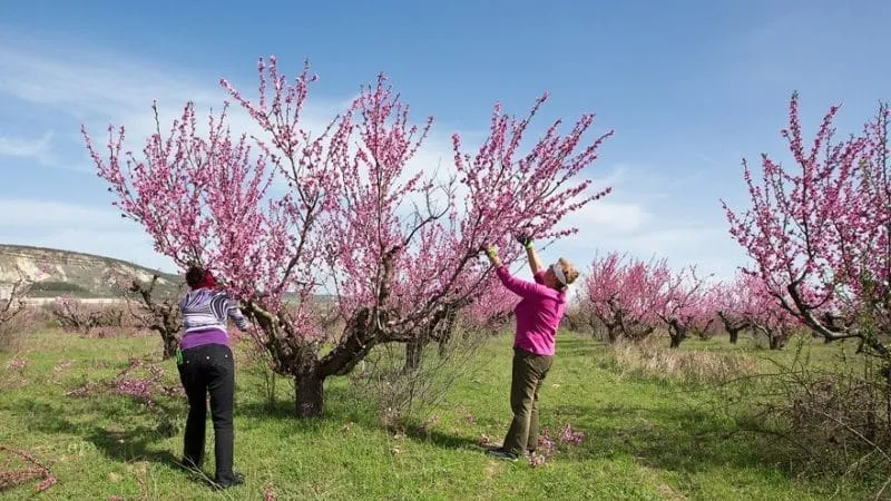 Treating peach tree after pruning