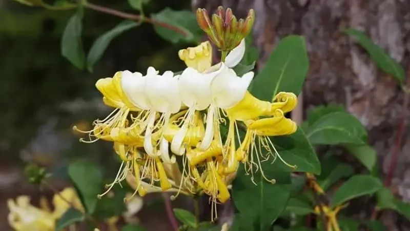 Grahm Thomas Honeysuckle