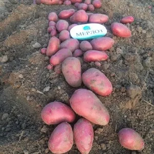 A high-yield and flavorful German potato variety "Merlot" with demanding care requirements