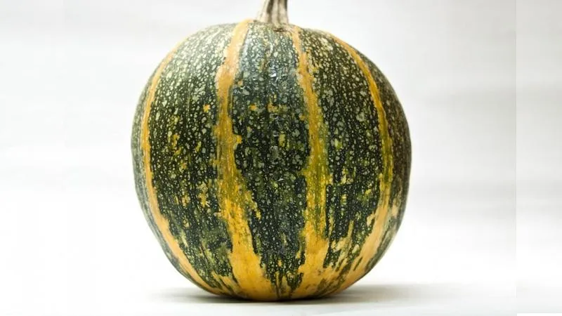 Features of growing hulless pumpkins and which seeds to consider
