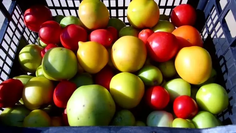 How to store tomatoes to make them turn red: speeding up ripening and keeping them fresh longer