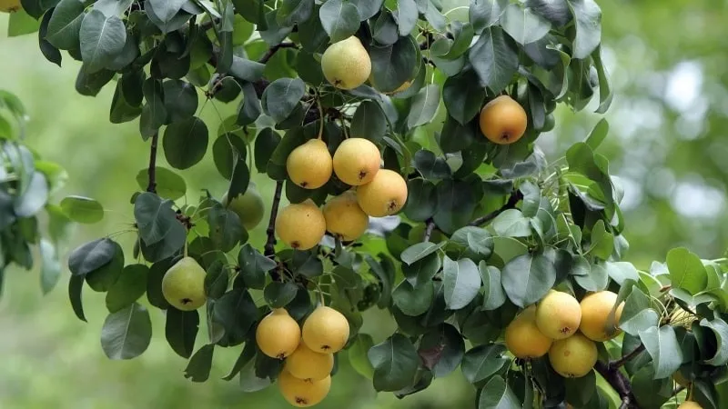Banana Pear