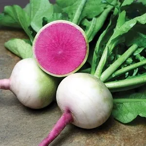Unusual in appearance and pleasant in taste: the benefits and cultivation of watermelon radish