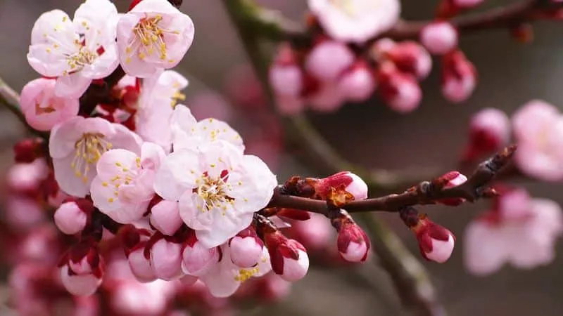 Large-fruited, low-maintenance columnar sweet cherry variety "Sylvia"