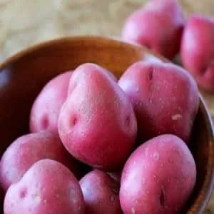 A high-yield and flavorful German potato variety "Merlot" with demanding care requirements