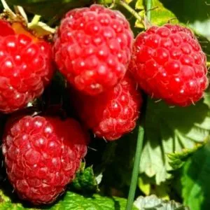 Characteristics and description of the best raspberry varieties