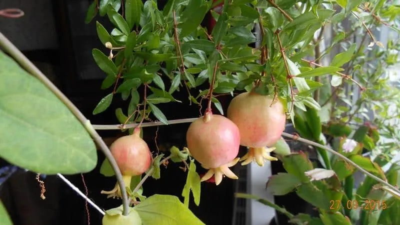 How to grow a pomegranate at home: care tips