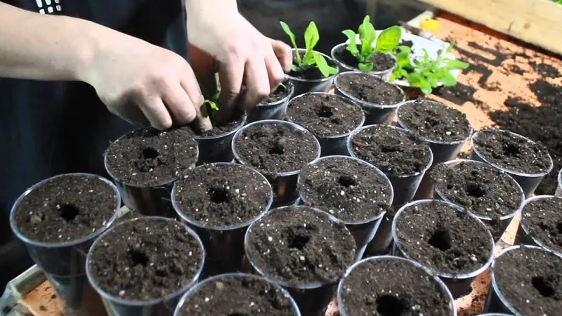 Can petunias be grown in pots as houseplants?