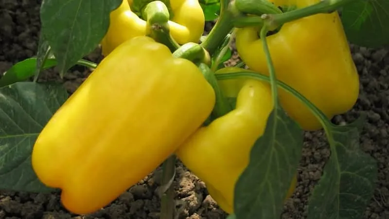 Guide to growing delicious peppers