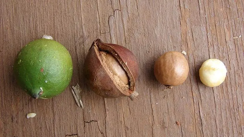 Macadamia nut shells - benefits and uses