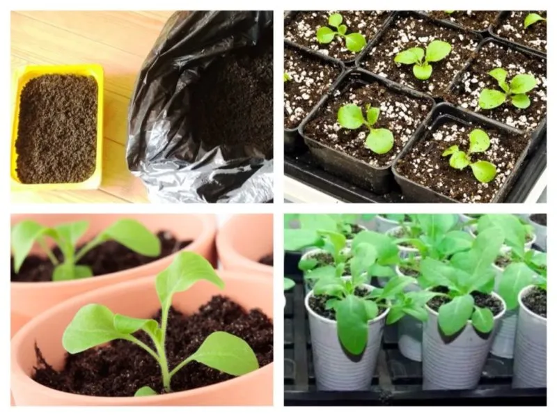 How to grow petunias from seeds at home: sowing seedlings, care, and transplanting into open ground