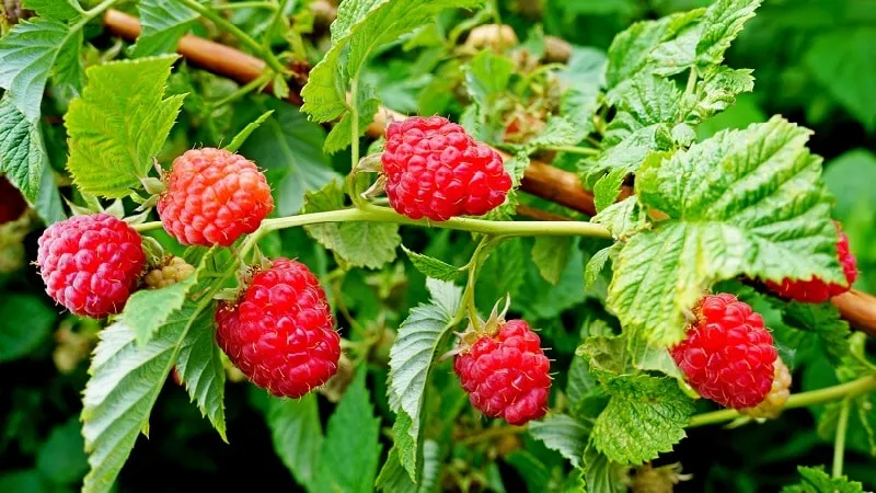 Advantages and features of early raspberry varieties