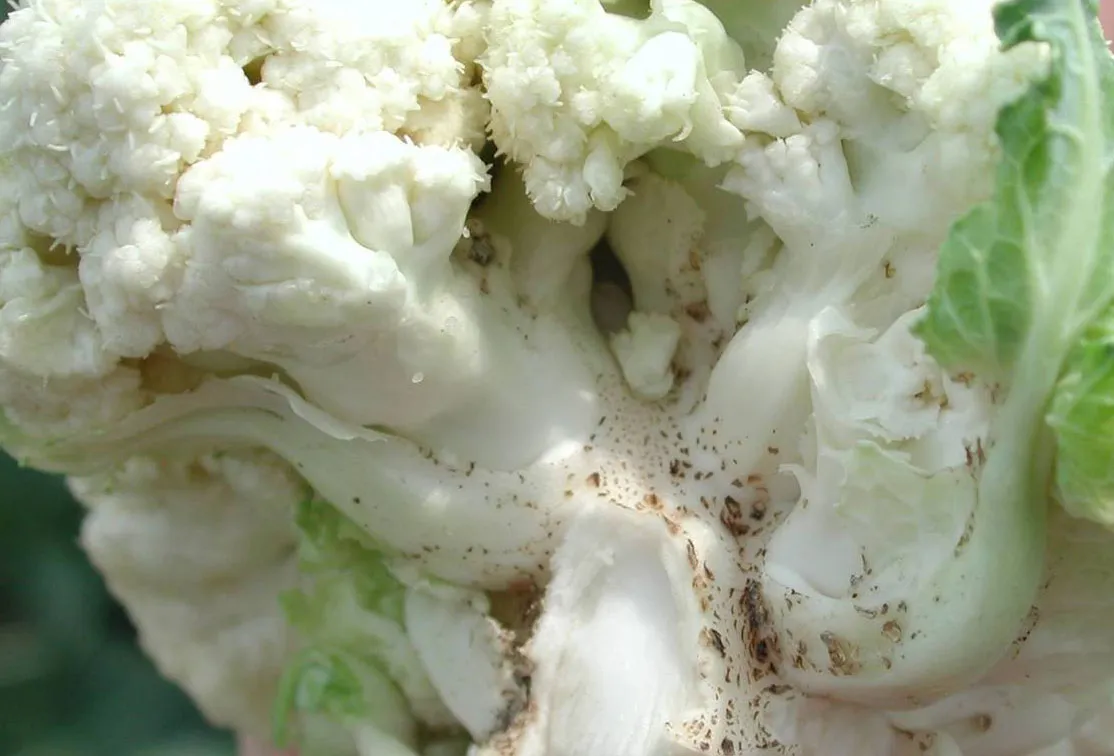 Diseases and pests affecting cauliflower and methods to combat them