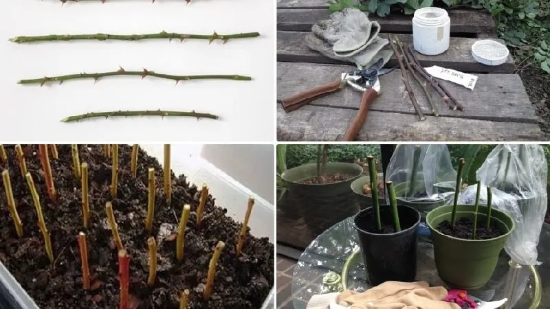 How to properly take rose cuttings in summer (July): step-by-step guide