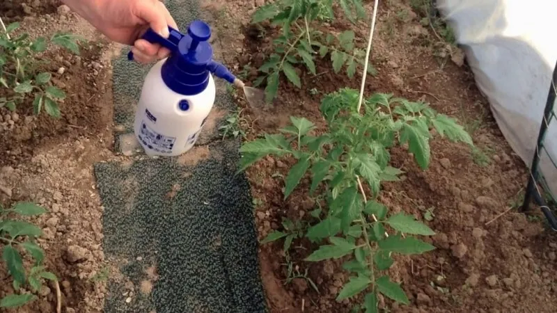 Rules for feeding tomatoes in a greenhouse: which fertilizers and when to use for a rich harvest