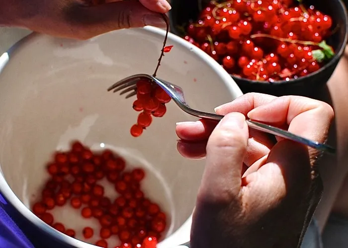 When to harvest red currants and how to do it quickly