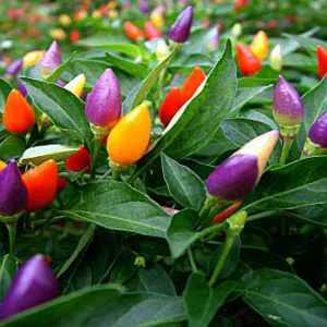 Selection of the best hot pepper varieties and tips for choosing them