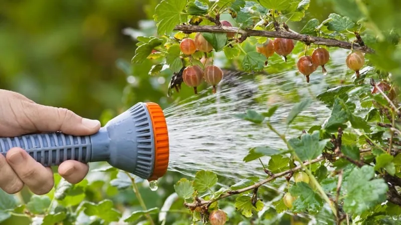How to treat gooseberries in spring and summer against diseases and pests