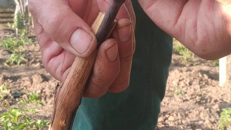 Step-by-step guide to grafting grapevines in August