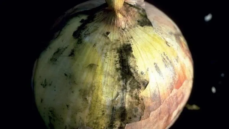 Aspergillus in stored onions