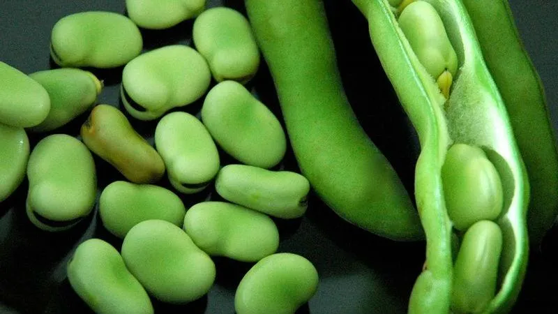 Biological characteristics of peas you should know