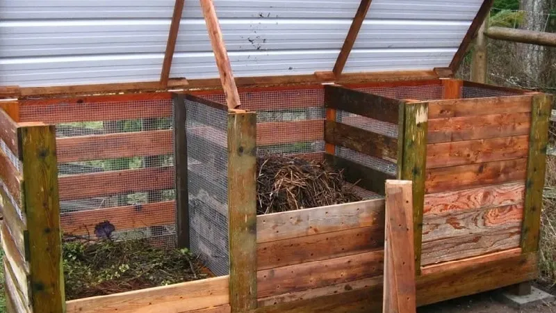 Essential summer grape feeding and application rules