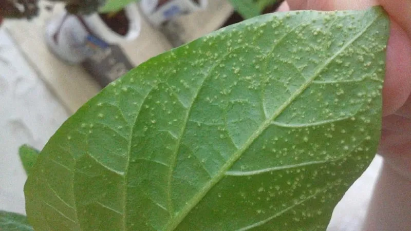 Guide to growing delicious peppers