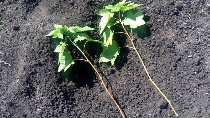 When and how to propagate redcurrants