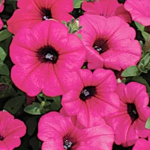 Best Trailing Petunia Varieties and Growing Tips
