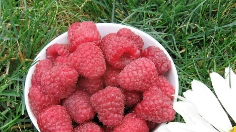 Advantages and features of early raspberry varieties
