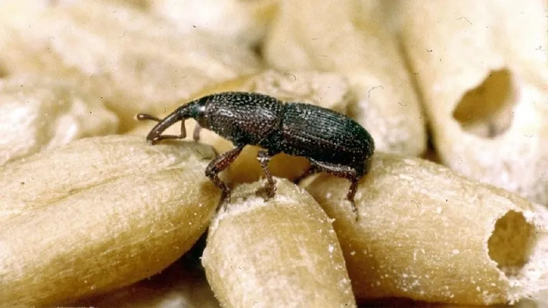 Grain Weevil