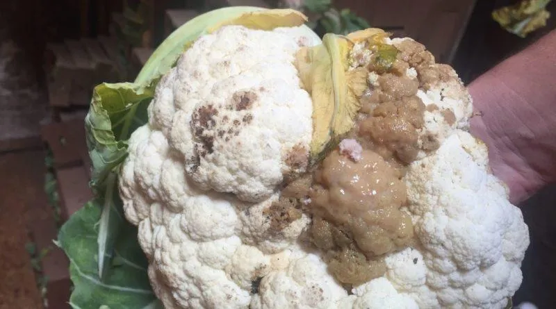 Chinese cabbage diseases and pests