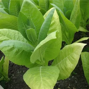 Step-by-step guide on how to grow Virginia 202 tobacco