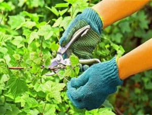 How to properly prune currants in summer and why it's necessary