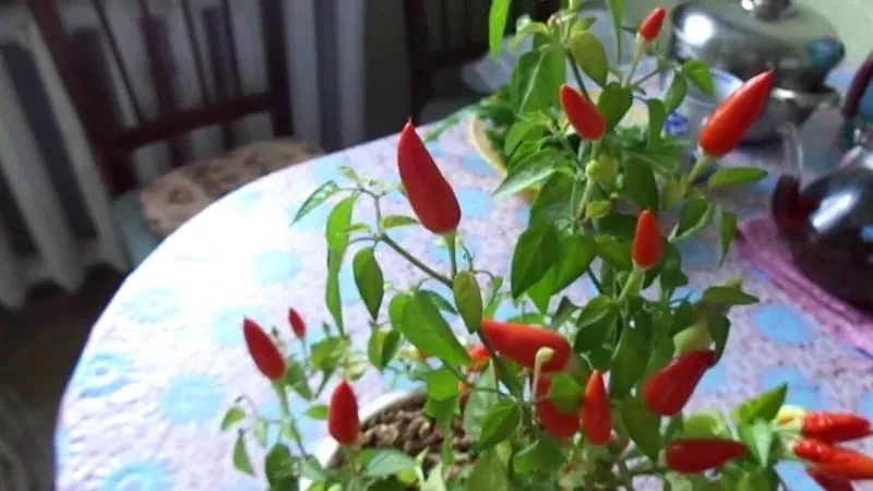How to grow chili peppers at home on a windowsill: step-by-step guide and secrets from experienced growers