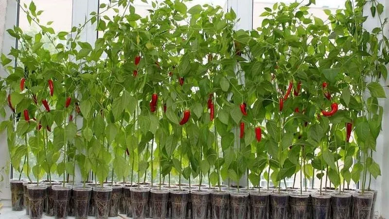 How to grow chili peppers at home on a windowsill: step-by-step guide and secrets from experienced growers