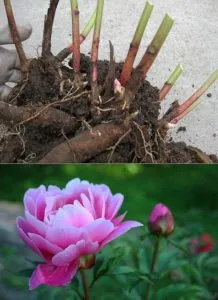 Transplanting peonies to another place in autumn