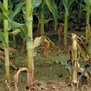How to combat the most dangerous pests and diseases of corn