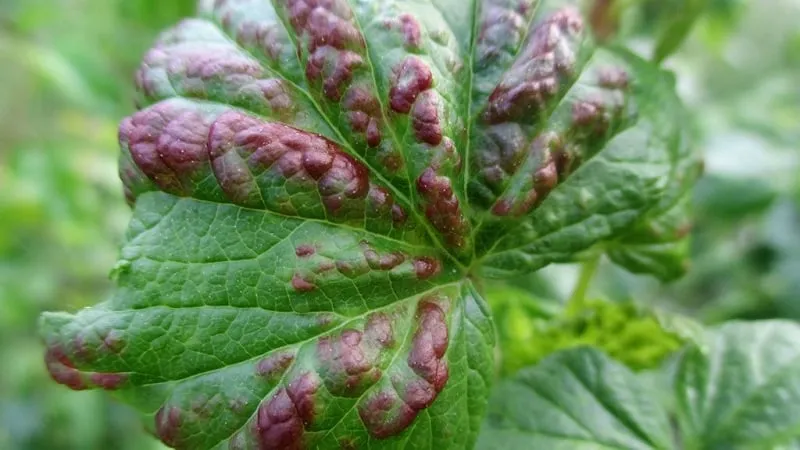 Anthracnose on currant leaves