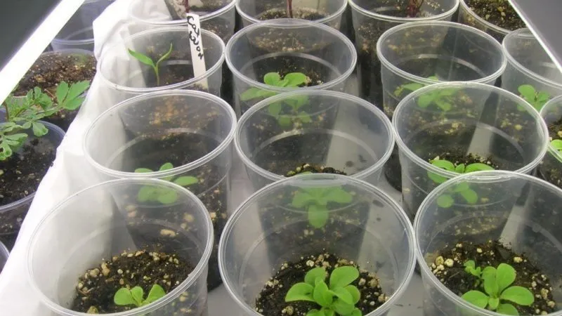 How to grow petunias from seeds at home: sowing seedlings, care, and transplanting into open ground
