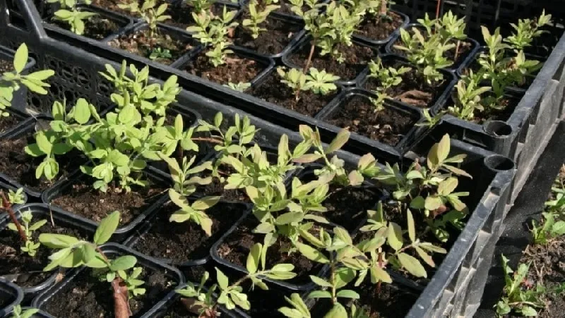 Caprifol Honeysuckle (Fragrant Vine): Description, Propagation Methods, and Care Tips