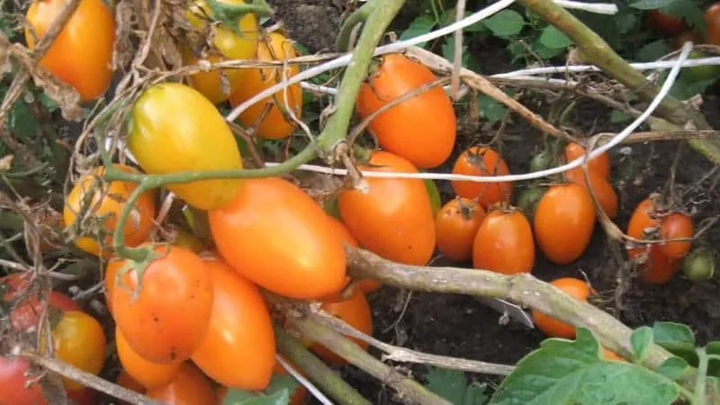 Most productive short-stem tomato varieties
