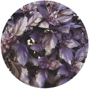 Review of the purple basil variety 'Ararat'