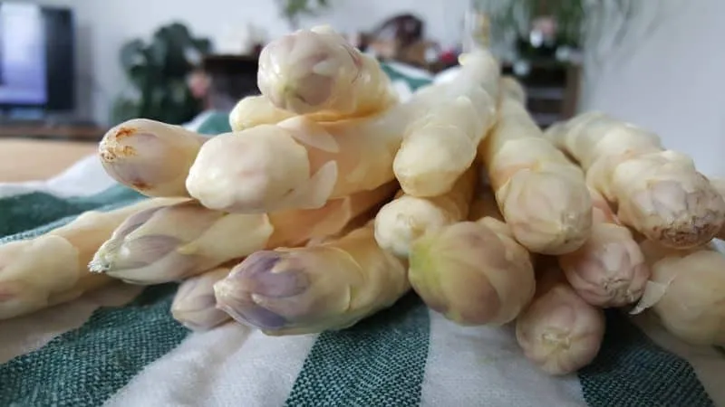 Harvesting white asparagus