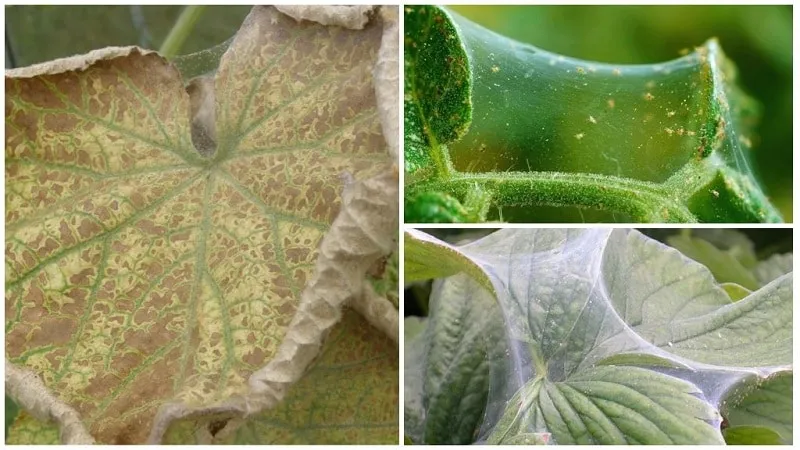 7 main causes of white coating on cucumbers and leaves