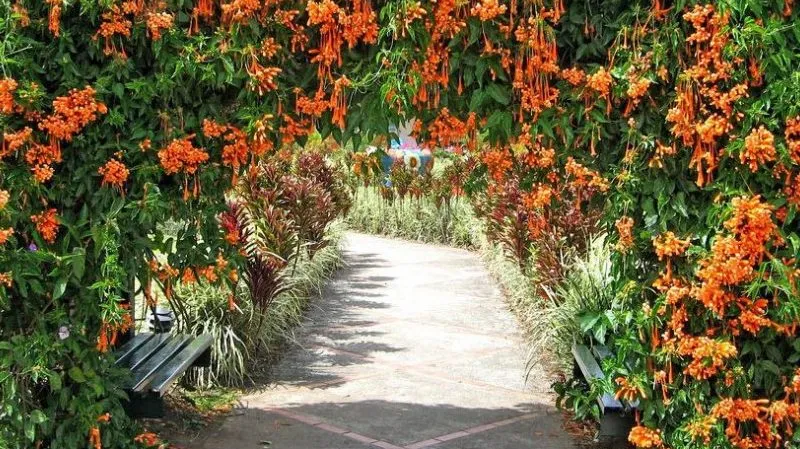 Description, cultivation, and uses of Brown's Dropmore Scarlet honeysuckle