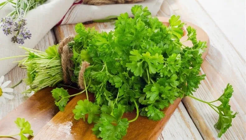 Medicinal properties of parsley and contraindications for use