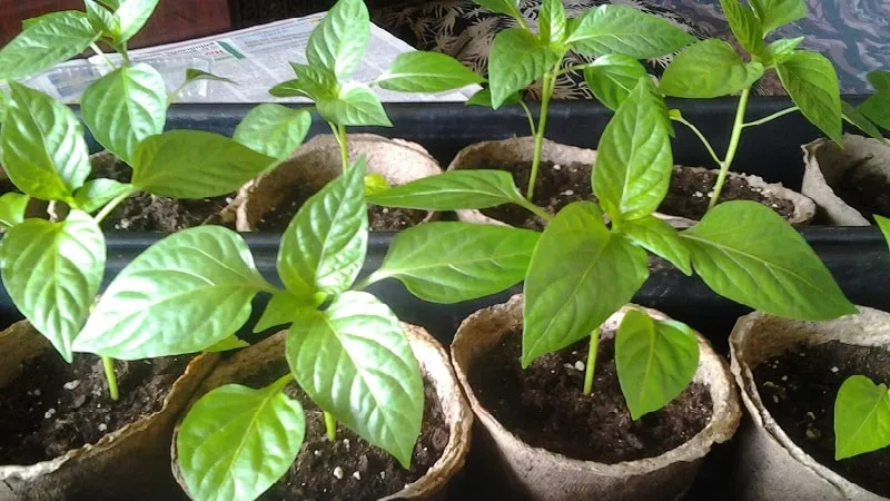 Guide to growing delicious peppers
