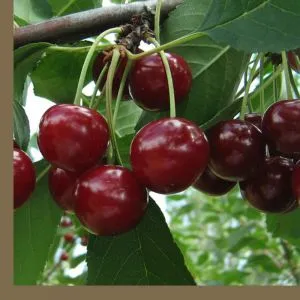 Can you plant cherries in July and how to do it correctly: instructions and tips from experienced gardeners